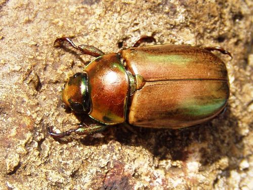 Pelidnota centroamericana · iNaturalist