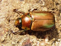 Pelidnota centroamericana