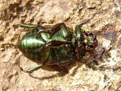 Pelidnota centroamericana