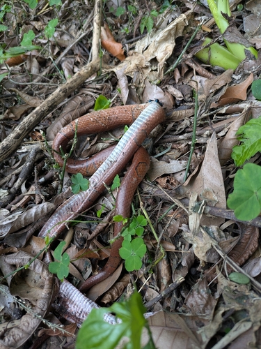 Red Mountain Ratsnake