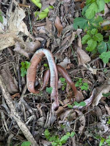 Red Mountain Ratsnake