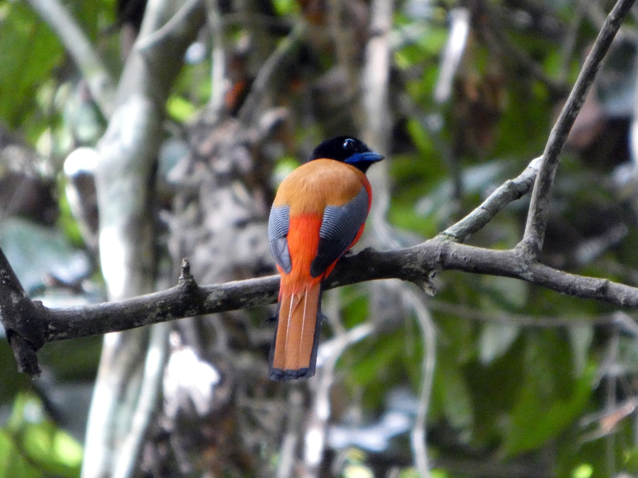 Scarlet-rumped Trogon (Harpactes duvaucelii), photo 5
