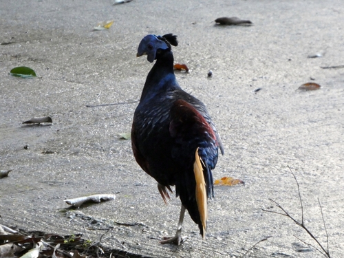 Bornean Crested Fireback (Lophura ignita)