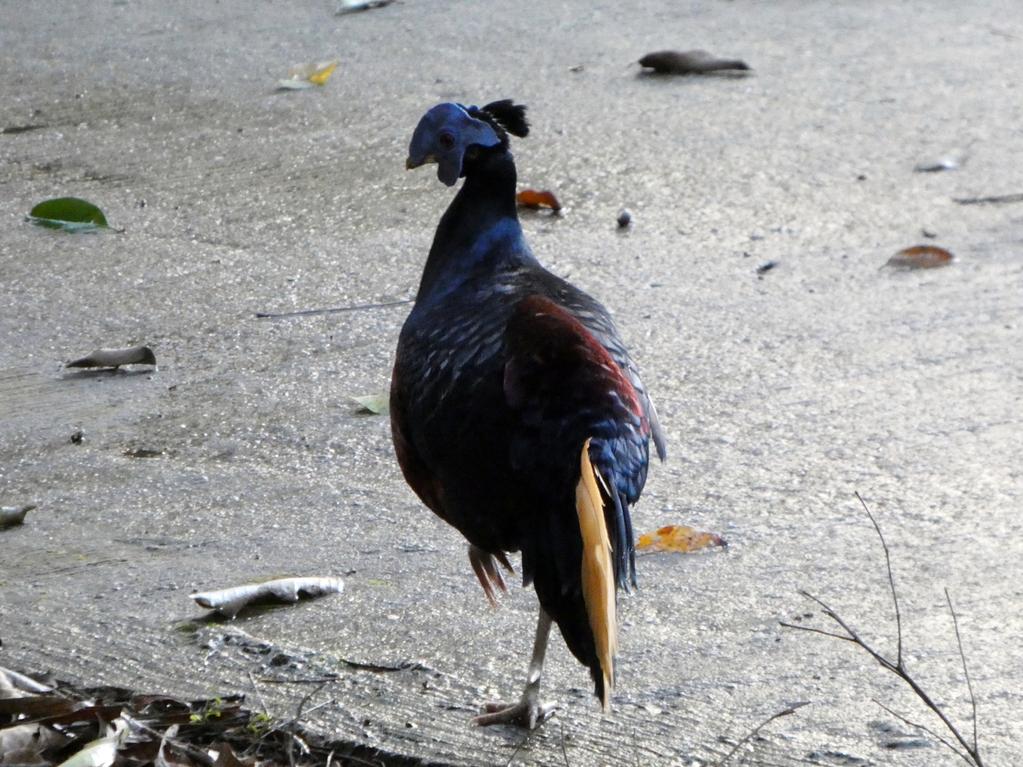 Bornean Crested Fireback (Lophura ignita), photo 1