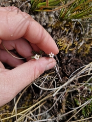 Dracophyllum prostratum