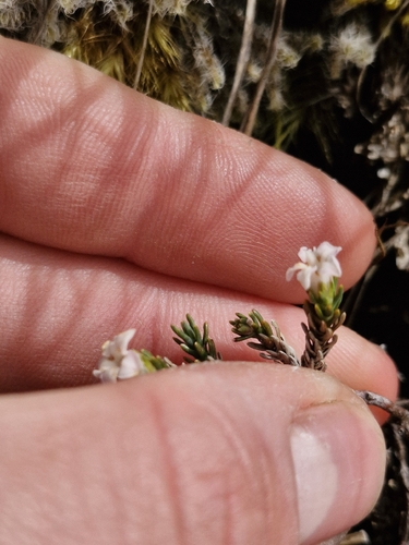 Dracophyllum prostratum, photograph 2