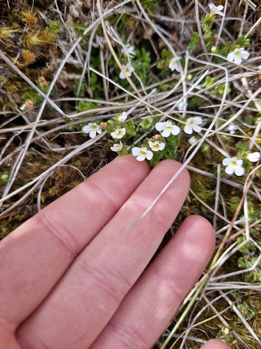 Euphrasia australis observed 2026-02-25