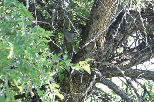 Chestnut-vented Warbler (Curruca subcoerulea), photo 8