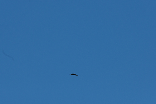 Little Swift (Apus affinis), photo 2