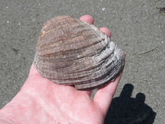 Concholepas concholepas