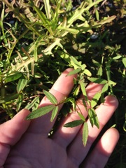 Trifolium palmeri