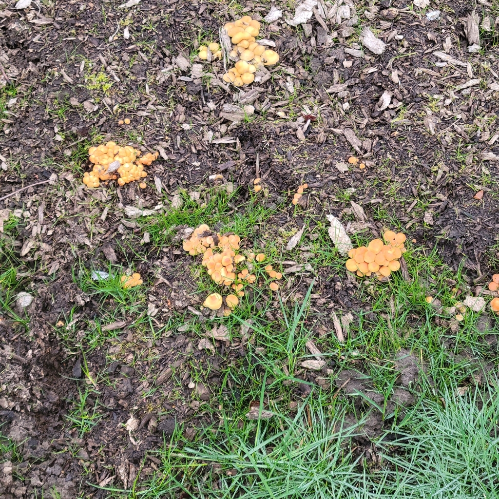 Hypholoma fasciculare · February 2026 · photo: © andrew_skotnicki (iNaturalist, cc-by)