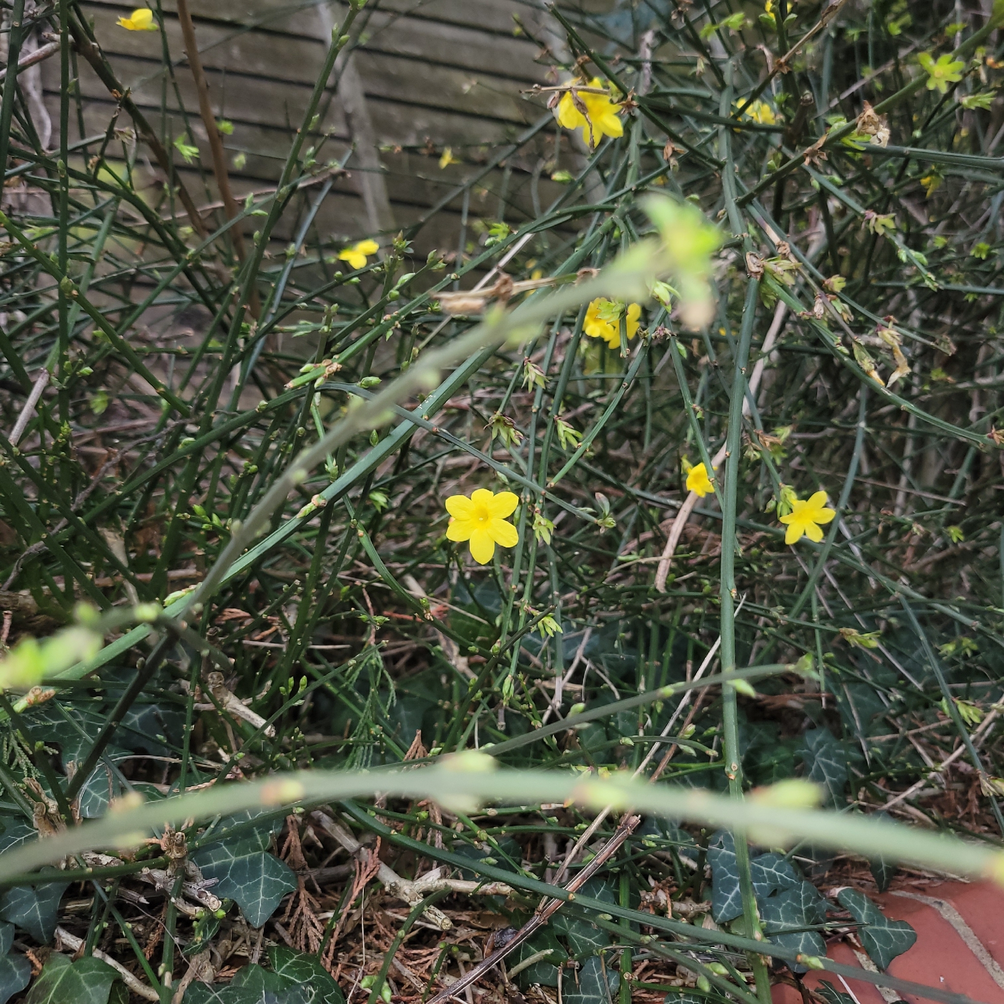 Winter Jasmine (Jasminum nudiflorum)