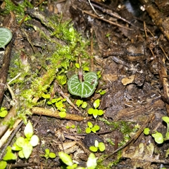 Corybas imperatorius