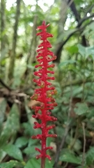 Palicourea subspicata