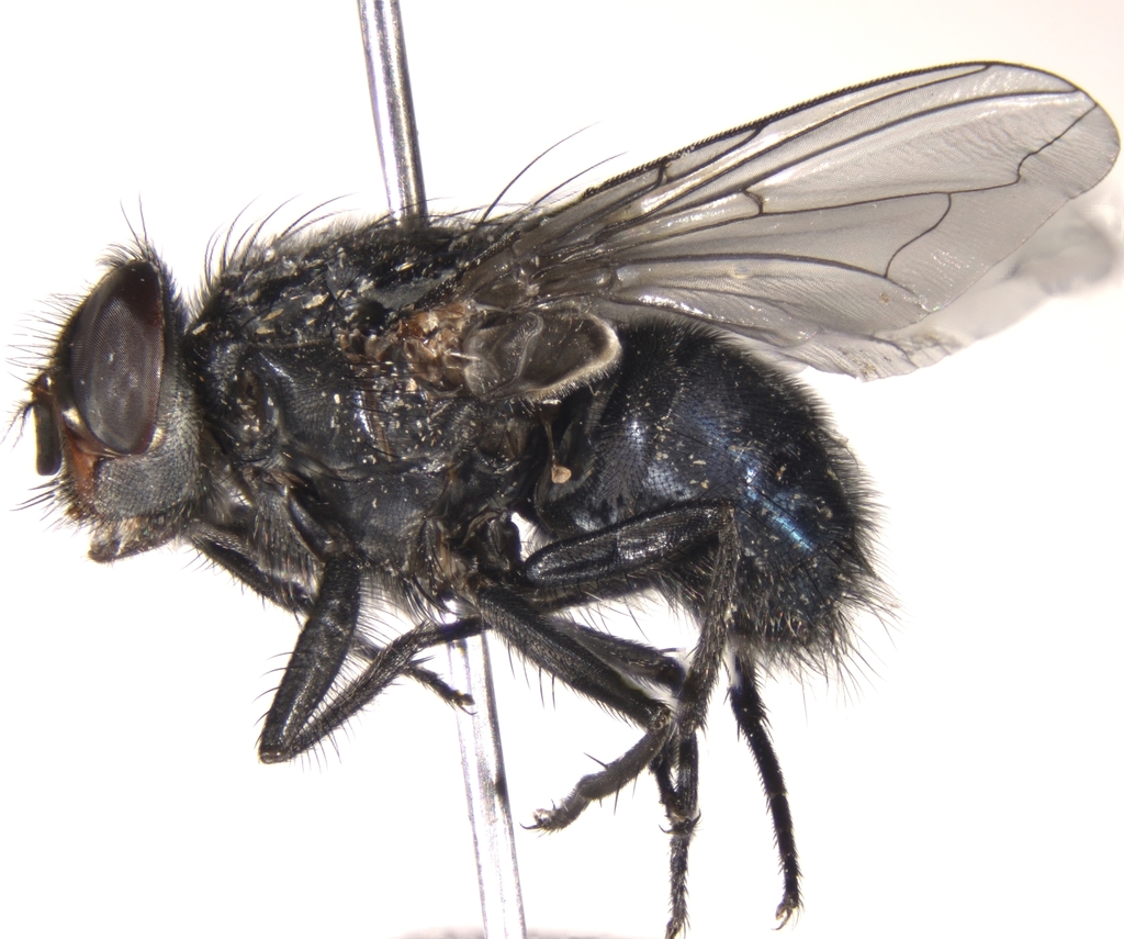 Calliphora livida