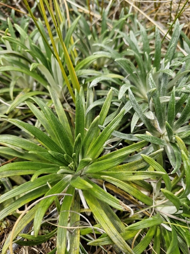 Celmisia viscosa, photograph 4