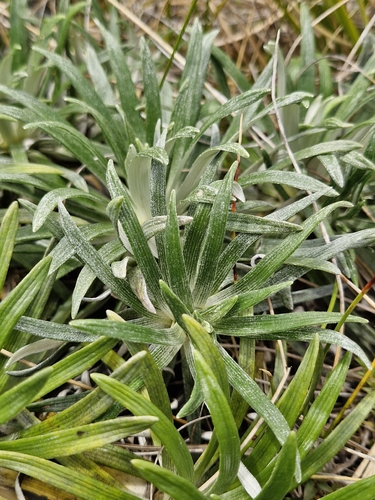 Celmisia viscosa, photograph 5