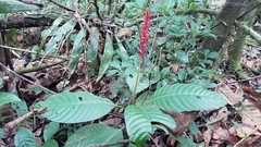 Palicourea subspicata