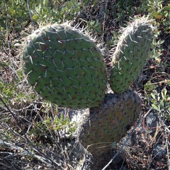 Opuntia hyptiacantha