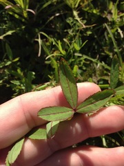 Trifolium palmeri
