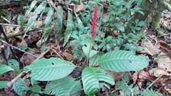 Palicourea subspicata