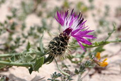 Centaurea sphaerocephala