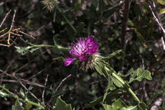 Centaurea sphaerocephala
