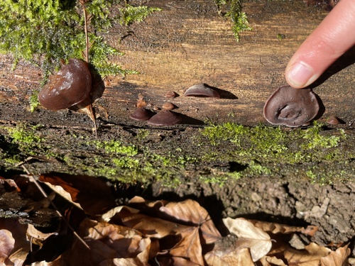 Black Witches' Butter