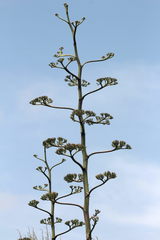 Agave sisalana