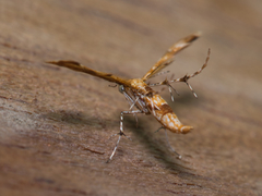 Nippoptilia cinctipedalis