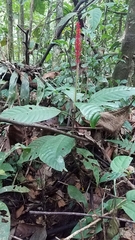 Palicourea subspicata