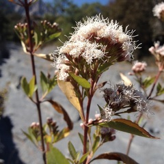 Ageratina glabrata