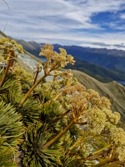 Aciphylla crosby-smithii, photograph (c) Irisa Hudson, some rights reserved (CC BY)