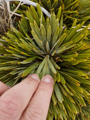 Aciphylla crosby-smithii, photograph 6