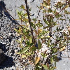 Ageratina glabrata