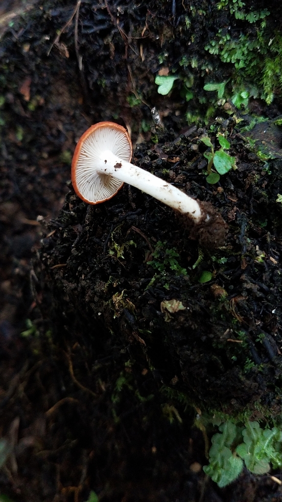 Leucopaxillus gracillimus · February 2020 · photo: © alan_rockefeller (iNaturalist, cc-by-sa)