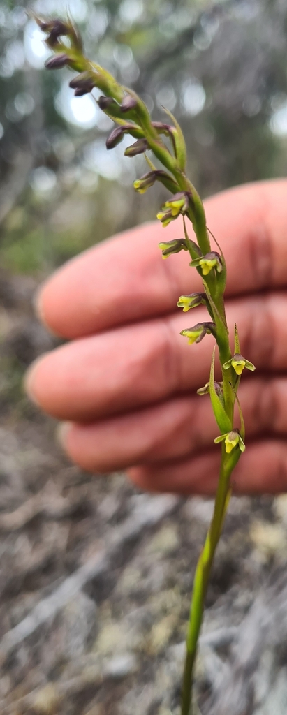 Cynorkis micrantha