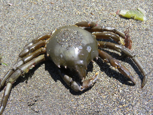 Taliepus dentatus