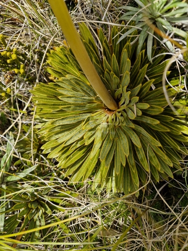 Aciphylla crosby-smithii, photograph 3