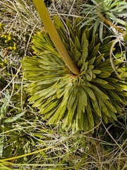 Aciphylla crosby-smithii, photograph (c) Irisa Hudson, some rights reserved (CC BY)