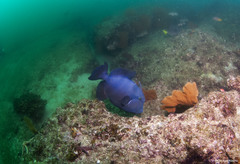 Pseudobalistes naufragium