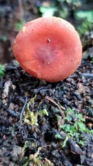 Leucopaxillus gracillimus