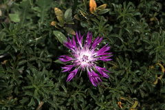 Centaurea sphaerocephala