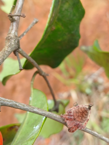 Eriophora edax