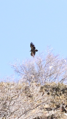 Himalayan Griffon