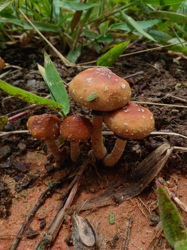 Magic Mushroom
