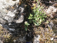 Sanguisorba minor minor