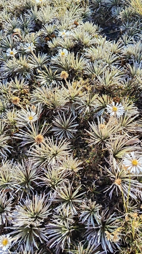 Tin Range Mountain Daisy (Celmisia polyvena)