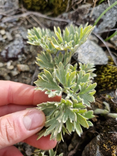 Ranunculus buchananii, photograph 3